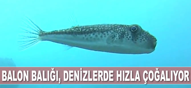 Balon balığı, Türkiye denizlerinde hızla çoğalıyor