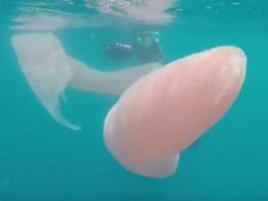 Yeni Zelanda'da 8 metrelik yeni bir deniz canlısı keşfedildi
