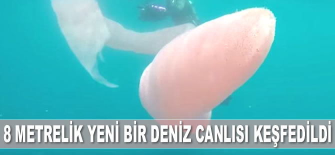 Yeni Zelanda'da 8 metrelik yeni bir deniz canlısı keşfedildi