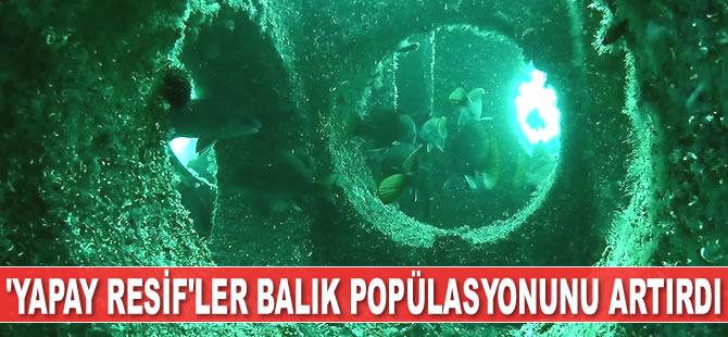 ‘Yapay resif’ler balık popülasyonunu artırdı
