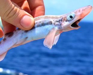 İrlanda’da drone ile kedi balığı kolonisi keşfedildi