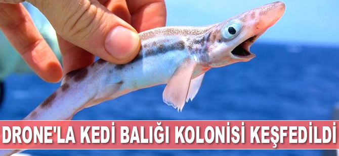 İrlanda’da drone ile kedi balığı kolonisi keşfedildi