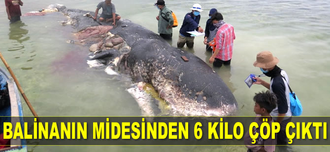 Endonezya'da kıyıya vuran ölü balinanın midesinden 6 kilo çöp çıktı