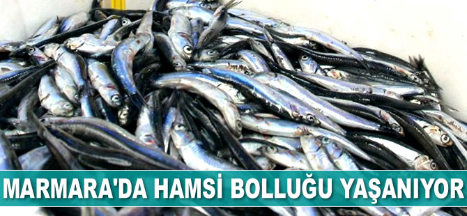 Marmara'da hamsi bolluğu yaşanıyor