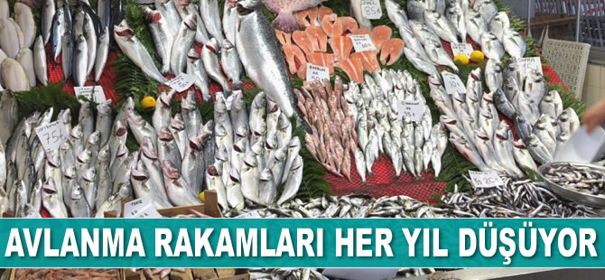 Karadeniz'de avlanma rakamları her yıl düşüyor