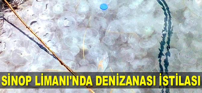 Sinop Limanı’nda denizanası istilası