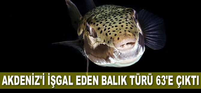 Akdeniz'i işgal eden balık türü 63'e çıktı