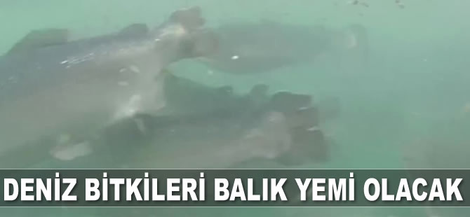 Deniz bitkileri balık yemi olacak
