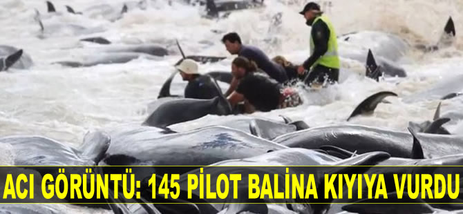 Yeni Zelanda’da 145 pilot balina kıyıya vurdu