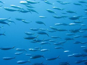 Akdeniz'e 155 bin balık bırakıldı