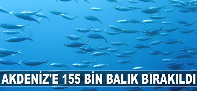 Akdeniz'e 155 bin balık bırakıldı