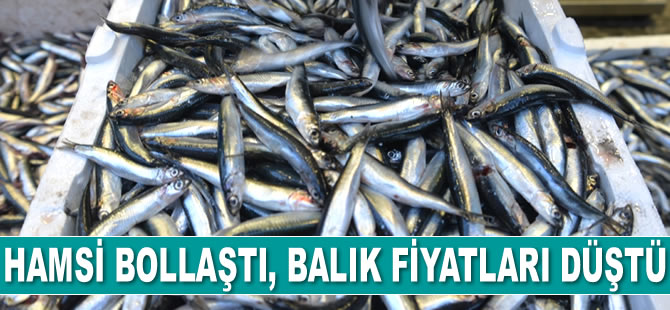 Hamsi bollaştı, balık fiyatları düştü
