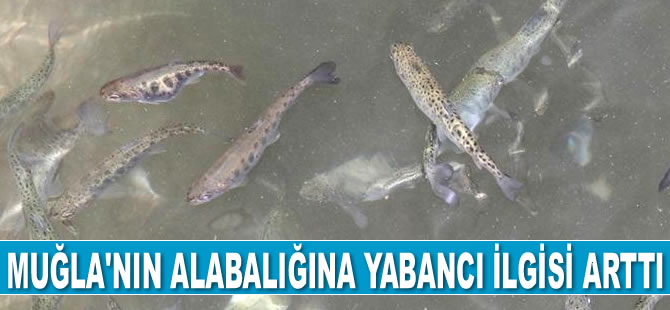 Muğla'da yetiştirilen alabalığa yabancı ilgisi arttı