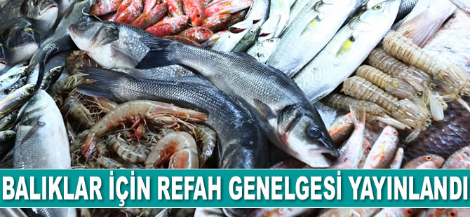 Balıklar için refah genelgesi yayınlandı