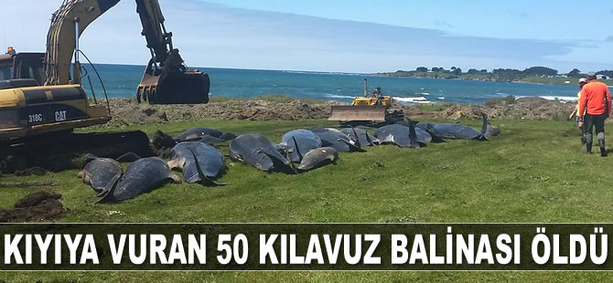Yeni Zelanda'da kıyıya vuran 50 balina öldü
