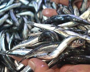 Karadeniz'de balık bolluğu yaşanıyor