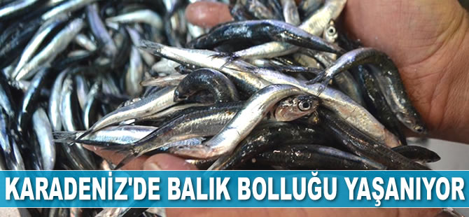Karadeniz'de balık bolluğu yaşanıyor