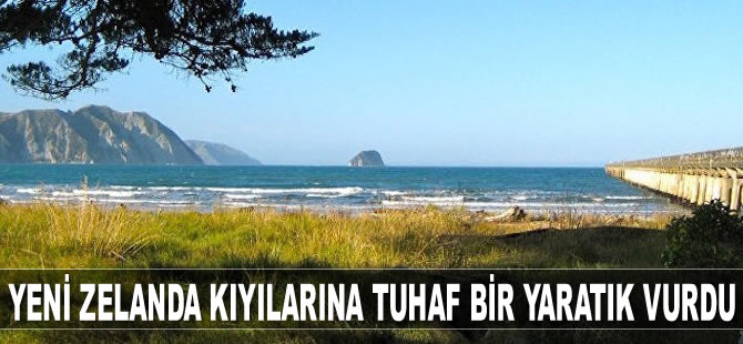 Yeni Zelanda kıyılarına tuhaf bir yaratık vurdu