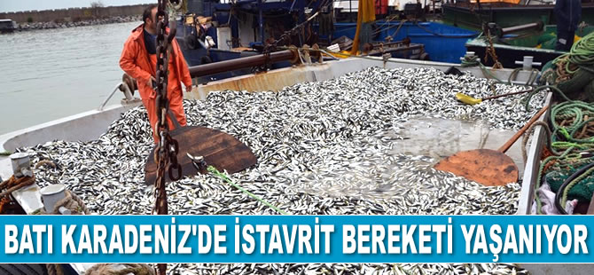 Batı Karadeniz'de istavrit bereketi yaşanıyor