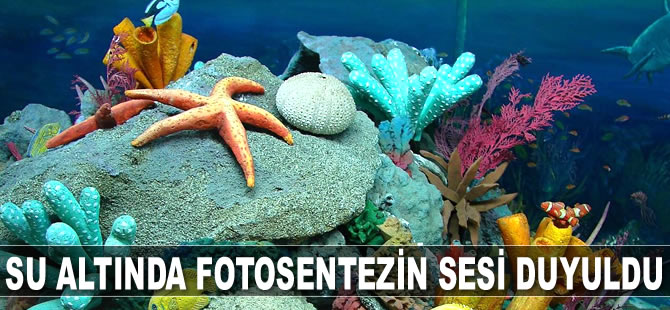 Su altında gerçekleşen fotosentezin sesi duyuldu