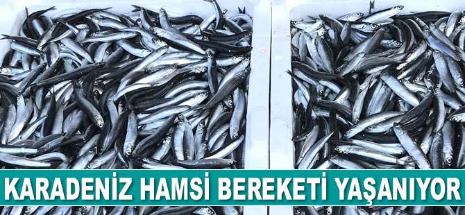 İnebolu'dan bin 500 ton hamsi sevkiyatı yapıldı
