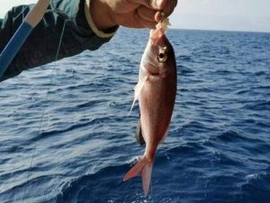 Çeşme’de balık avı turizmi yüzleri güldürüyor