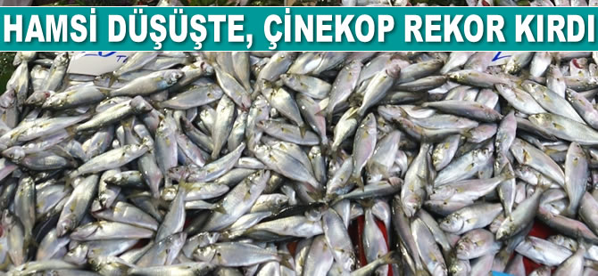 Hamsi düşüşte, palamut ve çinekop rekor kırdı