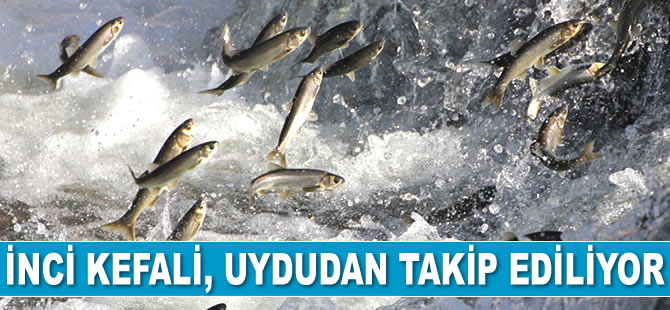 İnci kefali, uydudan takip ediliyor