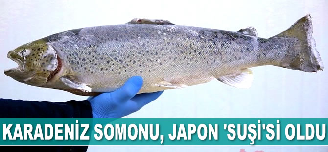 Karadeniz somonu, Japon ‘suşi’si oldu