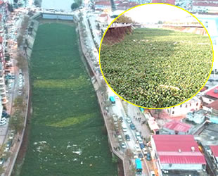 Asi Nehri’ni su sümbülleri istila etti