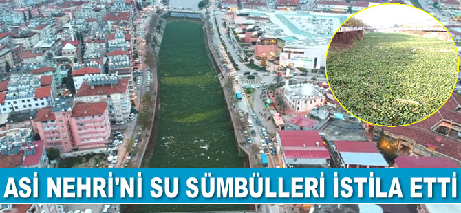 Asi Nehri’ni su sümbülleri istila etti
