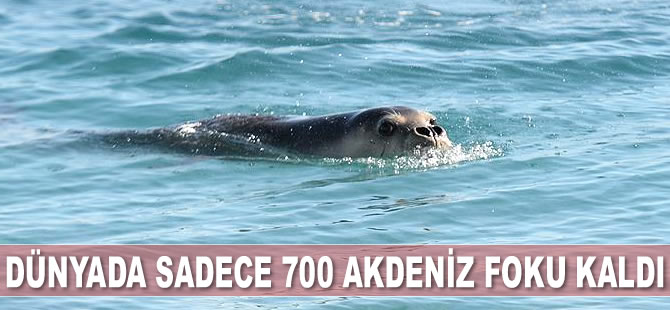 Akdeniz fokları için kritik dönem başladı