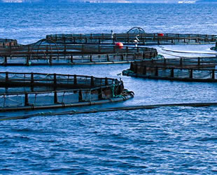 Orkinos çiftliği projesi halka sorulacak