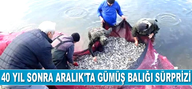 İznik’te gümüş balığı, 40 yıl sonra Aralık ayında ilk kez ağa geldi