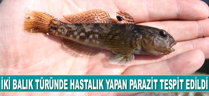 Karadeniz'de iki balık türünde hastalık yapan parazit tespit edildi