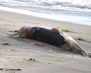 Sinop'ta ölü yunuslar kıyıya vurdu