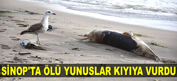 Sinop'ta ölü yunuslar kıyıya vurdu