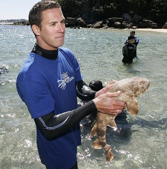 İnsan eti yemeyen püsküllü köpekbalığı