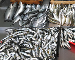 Türkiye'de üretilen balıklar, Ortadoğu sofralarını süsleyecek