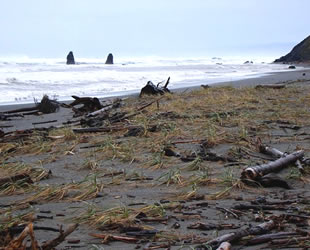 Plajların yüzde 60'ı ortadan kaybolabilir