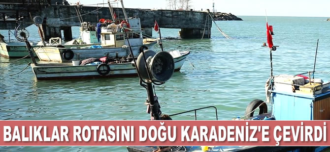Balıklar rotasını Doğu Karadeniz'e çevirdi