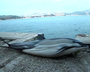 Sarıyer sahilinde denizde ölü yunus bulundu