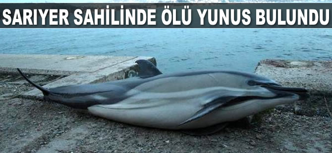 Sarıyer sahilinde denizde ölü yunus bulundu