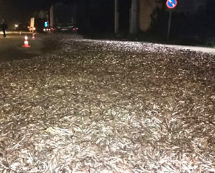 İznik’te tırın kapağı açıldı, tonlarca hamsi yola saçıldı