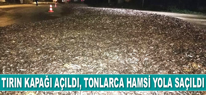 İznik’te tırın kapağı açıldı, tonlarca hamsi yola saçıldı