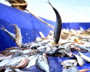 Küçük ölçekli avcılık yapan balıkçılara destek ödemeleri başladı