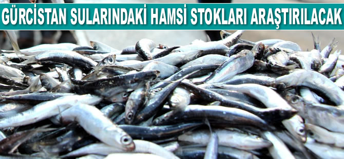 Türk bilim adamları, Gürcistan sularındaki hamsi stoklarını araştıracak