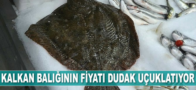 Kalkan balığının fiyatı dudak uçuklatıyor