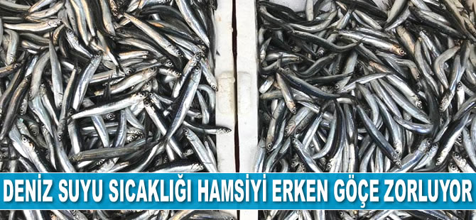 Deniz suyu sıcaklığı hamsiyi erken göçe zorluyor