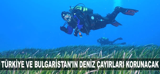Türkiye ve Bulgaristan’ın deniz çayırları korunacak